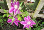 clematis1.jpg (158162 bytes)
