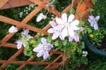 clematis3.jpg (153566 bytes)