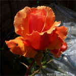 hazelrose1.jpg (43745 bytes)