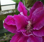 specialclematis.JPG (669117 bytes)